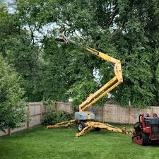 Professional Tree Removal in South Fallsburg, NY