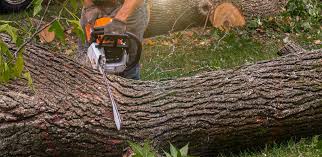 Best Firewood Processing and Delivery  in South Fallsburg, NY