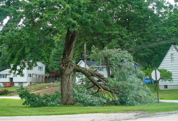 Best Hedge Trimming  in South Fallsburg, NY