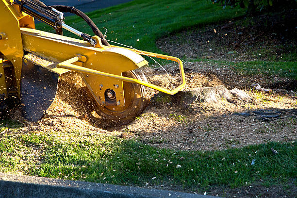 Best Tree Trimming and Pruning  in South Fallsburg, NY